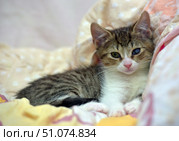 A small tabby kitten with a white chest and paws, nestled among soft blankets. Its face is touchingly expressive: one eye is green and clear, and the other is blue with a cloudiness, which gives it a special individuality and unique charm. The kitten lies with its front paws slightly stretched forward, and looks straight into the lens with quiet, trusting interest. The background is pastel shades of bed linen with a delicate pattern, creating an atmosphere of warmth and home comfort. Стоковое фото, фотограф Анна Кривицкая / Фотобанк Лори