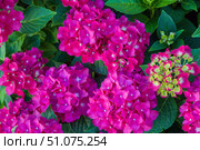 Vibrant Purple Hydrangea Blossoms in Full Bloom. Стоковое фото, фотограф Ольга Губская / Фотобанк Лори