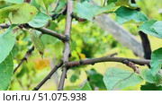A leafy branch of an apple tree with several bugs on it. Late summer. Стоковое видео, видеограф Ярославский Максим / Фотобанк Лори