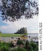 A picturesque view of the lake shore with rocky shoals and coastal grass. In the foreground are large boulders and dense greenery, behind which shallow water with clear water begins. In the distance, in the middle of the lake surface, there is a small island, completely covered with coniferous trees and bushes. A wide blue sky with soft white clouds stretches above the water, and the upper part of the frame is framed by hanging pine branches, creating a natural frame. The atmosphere of calm and solitude conveys the beauty of untouched northern nature. Стоковое фото, фотограф Анна Кривицкая / Фотобанк Лори