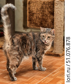 A domestic shorthair cat with a beautiful tortoiseshell coat color, in which shades of gray, red and cream are mixed. The animal stands on a wooden parquet, with its tail raised up and its head slightly turned towards the camera. The cat has stuck out the tip of its tongue, which gives the image a cute and slightly mischievous character. In the background, a scratching post-house covered with sisal and part of the wall are visible. The scene looks warm and cozy, reflecting the atmosphere of home comfort and care for the pet. Стоковое фото, фотограф Анна Кривицкая / Фотобанк Лори