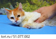 A small ginger-and-white kitten with expressive amber eyes, lying on a bright blue blanket. The kitten's soft fur has a contrasting color - warm ginger areas on the head and back harmoniously combine with snow-white fur on the chest, stomach and paws. The kitten is slightly tucked in, and its body is supported by a human hand, gently clasping it from the side, which creates a feeling of care and protection. In the background, a softly blurred natural background with greenery is visible, which emphasizes the warmth and homeliness of the frame. The kitten's gaze is directed straight at the camera, which makes the photo especially touching and emotional. Стоковое фото, фотограф Анна Кривицкая / Фотобанк Лори