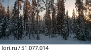 Winter coniferous forest in the rays of the morning or evening sun. Tall firs and pines covered with fluffy snow create a dense and majestic picture of winter nature. Soft golden rays of the sun break through the tree trunks, giving the scene a warm shade against the background of cold snow. In the foreground is an even snow cover, untouched by human footprints. An atmosphere of silence, comfort and peace, typical of a winter forest on a frosty day. Стоковое фото, фотограф Анна Кривицкая / Фотобанк Лори