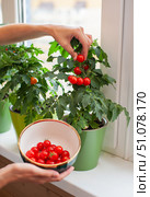 Enjoying a fruitful harvest of cherry tomatoes from home garden in afternoon sunlight. Стоковое фото, фотограф Александр Довянский / Фотобанк Лори
