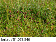 Кровохлёбка лекарственная. Sanguisorba officinalis. Стоковое фото, фотограф Александр Тараканов / Фотобанк Лори