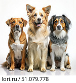 Three Dogs Sitting Together In Studio. Generative AI. Стоковое AI-изображение, AI-художник Roman Zavorotny / Фотобанк Лори