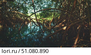 Mangrove tree roots reflect in calm blue water of cenote under tropical sunlight. Стоковое видео, видеограф Ольга Сухарева / Фотобанк Лори