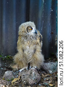 Eurasian eagle-owl chick with fluffy plumage and bright orange eyes standing on a rock. Photographed in Shkotovo, Primorsky Krai, Russian Far East. Стоковое фото, фотограф Татьяна Терехина / Фотобанк Лори