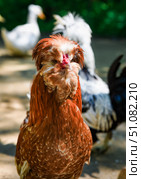 Close-up of a red Polish chicken with fluffy crest feathers standing outdoors on a sunny day. Other chickens blurred in the background. Стоковое фото, фотограф Татьяна Терехина / Фотобанк Лори