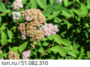 A close-up of a spirea branch with delicate pink blossoms and dried brown flowers, highlighting intricate details and textures of the petals and leaves. Стоковое фото, фотограф Татьяна Терехина / Фотобанк Лори
