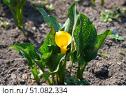 Bright yellow Zantedeschia flower, commonly known as calla lily, growing in a garden bed surrounded by dark green speckled leaves under sunlight. Стоковое фото, фотограф Татьяна Терехина / Фотобанк Лори