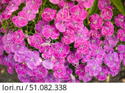 Vibrant cluster of China pink flowers in full bloom, showing vivid pink and magenta petals with fringed edges. A colorful floral display from above. Стоковое фото, фотограф Татьяна Терехина / Фотобанк Лори
