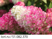 Hydrangea paniculata, Hydrangea paniculata Vanille Fraise grow in the garden. Стоковое фото, фотограф Татьяна Васильева / Фотобанк Лори