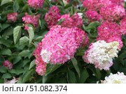 Hydrangea paniculata, Hydrangea paniculata Vanille Fraise grow in the garden. Стоковое фото, фотограф Татьяна Васильева / Фотобанк Лори
