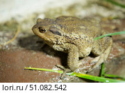 The toad is sitting on the surface. The study of amphibian animals. Fauna and zoology. Стоковое фото, фотограф Наталия Кирсанова / Фотобанк Лори
