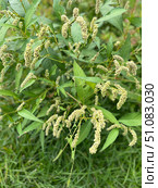 Горец пятнистый (Горец почечуйный, Persicaria maculosa), общий вид цветущего растения. Стоковое фото, фотограф Щеголева Ольга / Фотобанк Лори