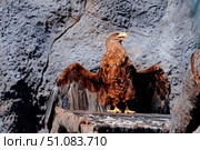Portrait of a large hawk or eagle with wings spread looking to the side. Стоковое фото, фотограф lyudmila Soloveva / Фотобанк Лори