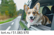 A happy tricolor corgi leans out of a car window, enjoying a scenic drive on a tree-lined road. The dog has large ears and a joyful expression. Стоковое AI-видео, аниматор Nart / Фотобанк Лори