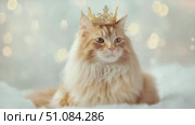 A fluffy orange cat with a golden crown sits on a soft white surface. The background features a bokeh effect with soft, blurred lights. Стоковое AI-видео, аниматор Nart / Фотобанк Лори