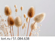 Dry grass close up. Selective focus. Beautiful withered plants on white. Creamy colour dried grass on white. Abstract brown flowers, herbs. Pastel natural colors. Neutral Earth tones. Pampas, seeds. Стоковое AI-изображение, AI-художник Марина Демидюк / Фотобанк Лори