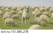A wolf disguised as a sheep stands among a flock of sheep in a green pasture. The scene captures the contrast between predator and prey in a serene landscape. Стоковое AI-видео, аниматор Nart / Фотобанк Лори