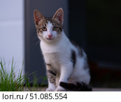 Бездомный белый котенок смотрит в камеру, окрас табби биколор. Стоковое фото, фотограф Павел Авакумов / Фотобанк Лори
