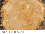 Макросъёмка спила большого дерева как фон. Macro view of a closeup of a large stump. Стоковое фото, фотограф Татьяна Д / Фотобанк Лори