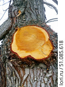 Макросъёмка спила большого дерева как фон. Macro view of a closeup of a large stump. Стоковое фото, фотограф Татьяна Д / Фотобанк Лори