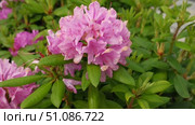 Blossoming rhododendron flowers on blurred background. Natural backdrop. Blooming pink rhododendrons swaying gently in sunlit garden. Alpenrose, snow-rose. Flowering bush. Biodiversity conservation. Стоковое видео, видеограф Марина Демидюк / Фотобанк Лори