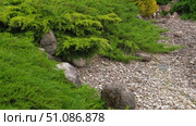 Different types of shrubbery, shrubs, stone path surrounded by evergreen trees. Professional Landscaping with lots of flowers, plants, rocks on the ground. Garden Daily Idea. English style. Real Video. Стоковое видео, видеограф Марина Демидюк / Фотобанк Лори