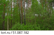View through side window of car auto in motion on road. Highway along green forest and trees in summer. Tourism and travel, journey trip concept. Beautiful nature and landscape. Car speeding on road. Стоковое видео, видеограф Марина Демидюк / Фотобанк Лори