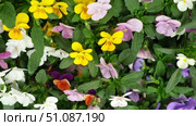 Wild pansies, Viola Tricolor, also known as Johnny Jump Up. Many Purple and Yellow Flowers. Pansies on a Backyard. Landscaping in Green Home Garden. Landscape Design with Flower beds in Summer. Стоковое видео, видеограф Марина Демидюк / Фотобанк Лори