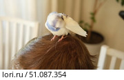 Budgerigar playing with handsome man. Budgie. Funny blue purple parakeet sitting on owner head. Cute violet tamed bird having fun with people. Friendship, relationship with Pets. Cute domestic animals. Стоковое видео, видеограф Марина Демидюк / Фотобанк Лори