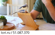 Budgerigar playing with handsome man. Cute Budgie. Funny blue purple parakeet sitting on smartphone. Domestic Animals and gadgets. Pet and phone. Friendship, relationship with Pets. Humor. Technology. Стоковое видео, видеограф Марина Демидюк / Фотобанк Лори