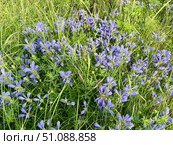 Dracocephalum charkeviczii Prob. (семейство Lamiaceae). Змееголовник Харкевича. Стоковое фото, фотограф Овчинникова Ирина / Фотобанк Лори