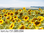 Урожай 2025, подсолнухи в Татарстане, Россия. Стоковое фото, фотограф Людмила Гращенкова / Фотобанк Лори