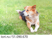 Mongrel dog resting peacefully on a sunny grass patch in a friendly outdoor environment. Стоковое фото, фотограф Владимир Разгуляев / Фотобанк Лори