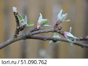 New green leaves on an apple tree. Стоковое фото, фотограф Andrew_Swarga / Фотобанк Лори