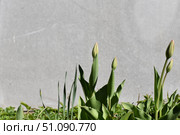 Young broad leaves of tulips grow out of the ground. Стоковое фото, фотограф Andrew_Swarga / Фотобанк Лори