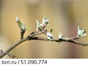New green leaves on an apple tree. Стоковое фото, фотограф Andrew_Swarga / Фотобанк Лори