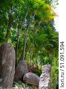 Tropical bamboo thickets, amaranth among rocks in a forest in Southeastern Vietnam. Стоковое фото, фотограф Сергей Фролов / Фотобанк Лори