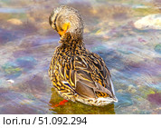 Красивая утка плавает в воде озера. A beautiful duck swims in the water of the lake. Стоковое фото, фотограф Татьяна Д / Фотобанк Лори