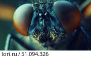 Detailed close-up of a fly showcasing intricate eye. Стоковое AI-изображение, AI-художник Михаил Коханчиков / Фотобанк Лори