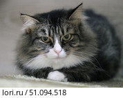 A close-up of a fluffy tabby cat with a white chest and expressive green eyes. The animal is lying calmly on the floor, its front paws are neatly folded. The background is blurred, which emphasizes the attention to the muzzle. The lighting is soft, creating a cozy and homely atmosphere. Ideal for themes about pets, coziness, caring for animals and love for cats. Стоковое фото, фотограф Анна Кривицкая / Фотобанк Лори