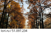 A picturesque alley in the autumn forest. Tall trees with black trunks form an arch over the path, their crowns are covered with golden-orange and reddish-brown foliage. Through the gaps between the branches you can see the light sky, giving the composition depth and volume. The atmosphere of the photo conveys the calm, harmony and beauty of nature in the autumn season. This photo is great for illustrating themes of nature, travel, walks in the forest, changing seasons and autumn mood. Стоковое фото, фотограф Анна Кривицкая / Фотобанк Лори