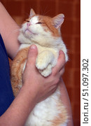 A plump red and white cat being held in arms. The cat looks calm and contented, its eyes are half-closed, and its muzzle expresses complete relaxation and trust. The person hugs the pet tightly but carefully, creating a feeling of warmth, care and home comfort. A warm-colored wall is visible in the background, which enhances the atmosphere of comfort and harmony. The picture conveys the idea of friendship between man and animal, the calm and serenity of a pet. Стоковое фото, фотограф Анна Кривицкая / Фотобанк Лори