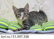 A close-up of a tabby kitten with a white chest and paws, lying on a bright pillow with gray-green stripes. The animal looks intently straight into the camera, creating a sense of contact and trust. In the background is a neutral wall with an unobtrusive pattern, which emphasizes the kitten's expressiveness. The photo conveys an atmosphere of coziness and tranquility, emphasizing the natural beauty and curiosity of the little pet. Стоковое фото, фотограф Анна Кривицкая / Фотобанк Лори