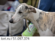 A greyhound or whippet with an elegant, elongated build. The animal has light fur with grey-black brindle and beige markings. The dog is on a leash, its head is slightly tilted down, which emphasizes the graceful lines of the muzzle and ears. The background is blurred: the person's sports shoes and white bag are visible, indicating an outdoor setting, perhaps a dog show or a walk. The frame conveys grace, calm and the characteristic features of the breed - sophistication and nobility. Стоковое фото, фотограф Анна Кривицкая / Фотобанк Лори
