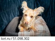 Cute scruffy terrier mix puppy with fluffy ears sits in cozy dog bed, adorable light color dog looking at camera, homeless pet adoption concept. Стоковое фото, фотограф Павел Муравьев / Фотобанк Лори