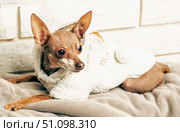 Cute small dog in funny fluffy hoodie lying on grey blanket, adorable miniature pinscher in sheep costume relaxing at home, pet fashion concept. Стоковое фото, фотограф Павел Муравьев / Фотобанк Лори